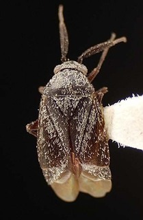 Atractotomus albidicoxis, AMNH PBI00095470
