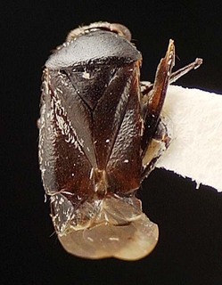 Atractotomus arizonae, AMNH PBI00095472