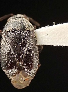 Atractotomus cercocarpi, AMNH PBI00095479