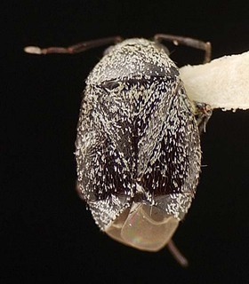 Atractotomus cercocarpi, AMNH PBI00095480