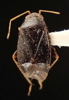 Atractotomus cooperi, AMNH PBI00095484