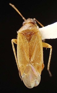 Atractotomus kolenatii, AMNH PBI00095486