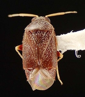 Atractotomus miniatus, AMNH PBI00095489