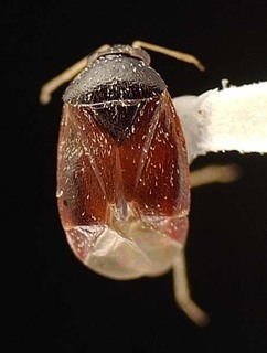 Atractotomus miniatus, AMNH PBI00095490