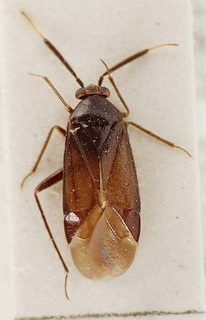 Atractotomus morio, AMNH PBI00095491