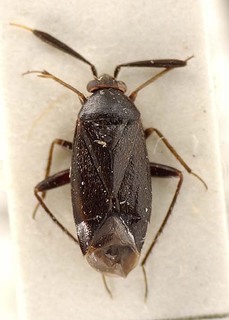 Atractotomus morio, AMNH PBI00095492