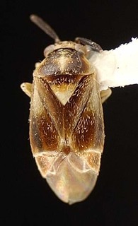 Atractotomus nicholi, AMNH PBI00095493