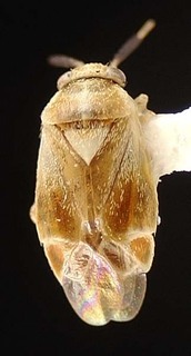 Atractotomus nicholi, AMNH PBI00095494