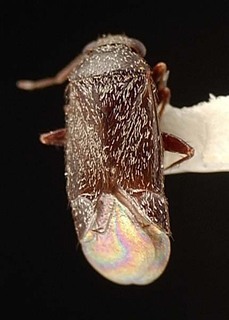Atractotomus nigripennis, AMNH PBI00095495