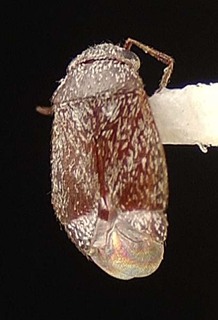 Atractotomus nigripennis, AMNH PBI00095496