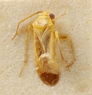 Euschistus servus, AMNH PBI00095423