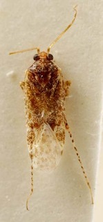 Euschistus servus, AMNH PBI00095427