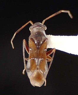 Pilophorus fuscipennis, AMNH PBI00095439