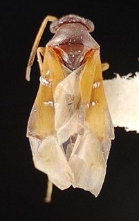 Pilophorus geminus, AMNH PBI00095442