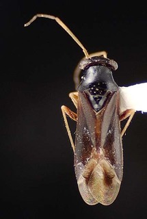Pilophorus gracilis, AMNH PBI00095443