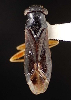 Pilophorus gracilis, AMNH PBI00095444