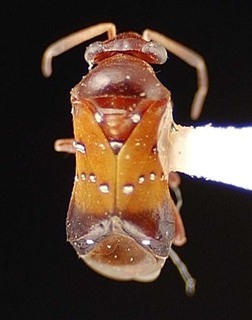 Pilophorus heidemanni, AMNH PBI00095445