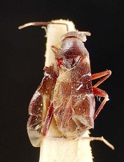 Pilophorus kockensis, AMNH PBI00095451