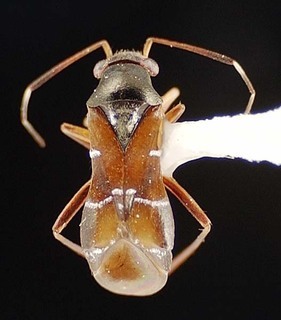 Pilophorus longisetosus, AMNH PBI00095455