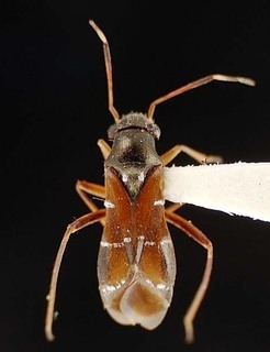 Pilophorus longisetosus, AMNH PBI00095456