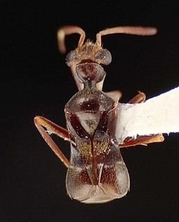 Pilophorus myrmecoides, AMNH PBI00095459