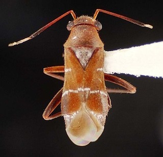 Pilophorus nevadensis, AMNH PBI00095460