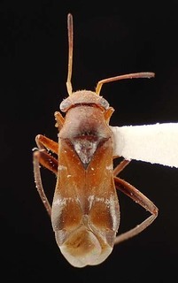 Pilophorus nevadensis, AMNH PBI00095461