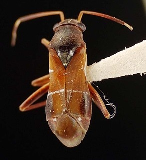 Pilophorus perplexus, AMNH PBI00095465