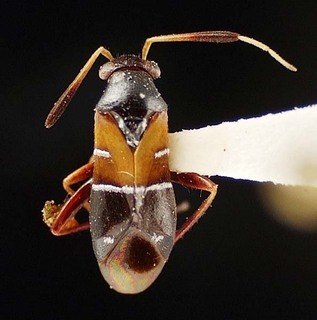Pilophorus piceicola, AMNH PBI00095510
