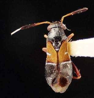 Pilophorus piceicola, AMNH PBI00095511