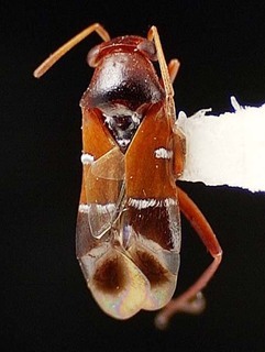 Pilophorus taxodii, AMNH PBI00095507