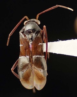 Pilophorus tibialis, AMNH PBI00095508
