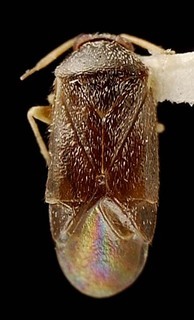 Atractotomus ovatus, AMNH PBI00095570
