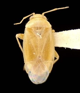 Atractotomus prosopidis, AMNH PBI00095598