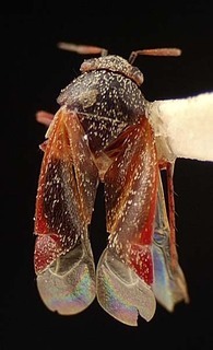 Atractotomus rubidus, AMNH PBI00095575