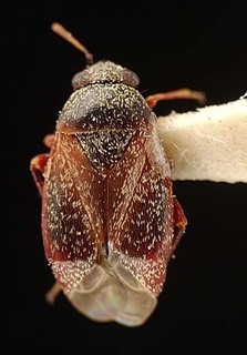 Atractotomus rubidus, AMNH PBI00095576