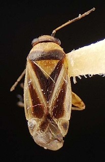 Atractotomus teopisca, AMNH PBI00095578