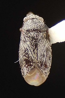 Atractotomus tuthilli, AMNH PBI00095579
