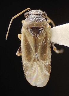 Beckocoris bullatus, AMNH PBI00095556