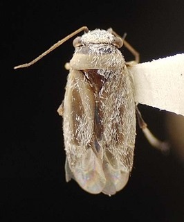 Beckocoris bullatus, AMNH PBI00095557