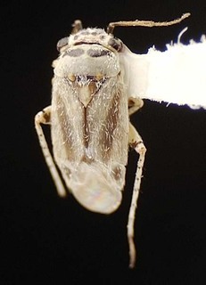 Beckocoris lattini, AMNH PBI00095558