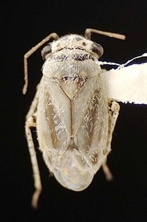 Beckocoris lattini, AMNH PBI00095559