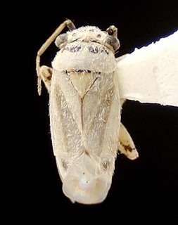 Beckocoris lattini, AMNH PBI00095560