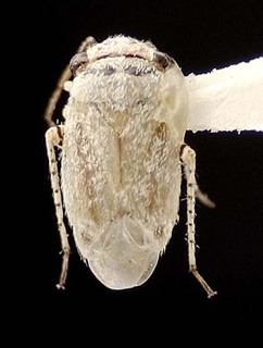 Beckocoris lattini, AMNH PBI00095561
