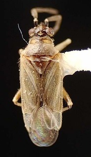 Brachyceratocoris nevadensis, AMNH PBI00095611