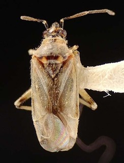 Brachyceratocoris nevadensis, AMNH PBI00095612