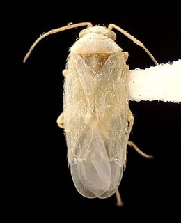 Nevadocoris becki, AMNH PBI00095564