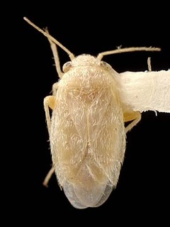 Nevadocoris becki, AMNH PBI00095565