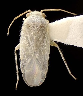 Nevadocoris tetradymii, AMNH PBI00095566