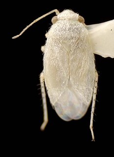 Nevadocoris tetradymii, AMNH PBI00095567